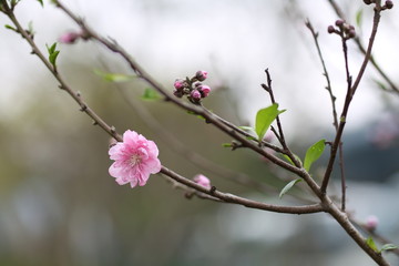 The Peach blossom in Xiamen Zhong Lun Park