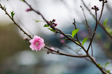 The Peach blossom in Xiamen Zhong Lun Park