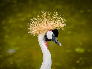 The grey crowned crane  (Balearica regulorum)