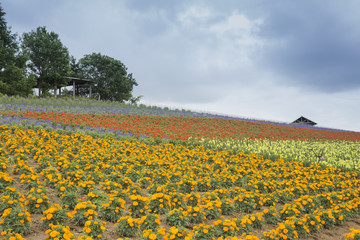 Fototapeta premium 富良野の景色