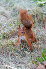 Squirrel in the grass with a raised tail
