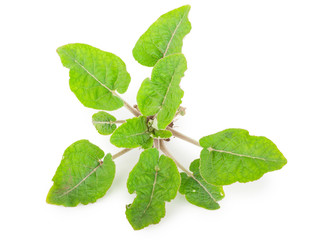 Young burdock