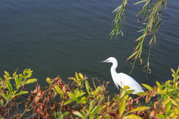 Little Egret Looking For Fish