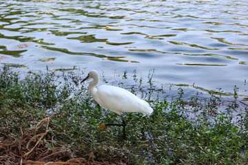 Little Egret Looking For Fish