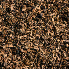 surface of wooden pieces of pine tree