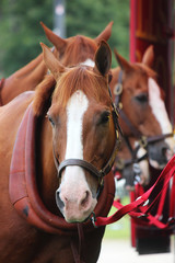 Fototapeta premium 3 Horses