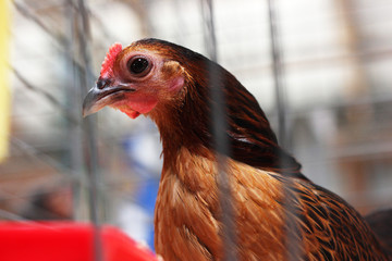 Chicken in Cage