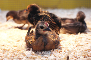 Baby Chicks 2