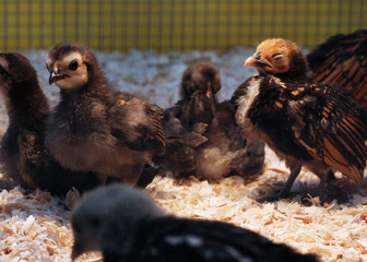 Baby Chicks