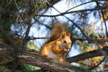Squirrel sitting on a branch with a nut