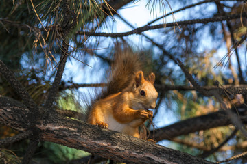 Protein on a branch