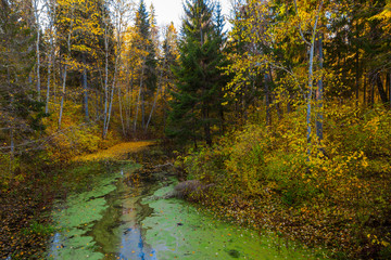 Trees with autumn leaves above the water covered by duckweed. Quiet park, sunny fall time.