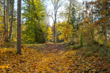 Path through the autumn forest with deciduous trees backlit by the rays of the sun.