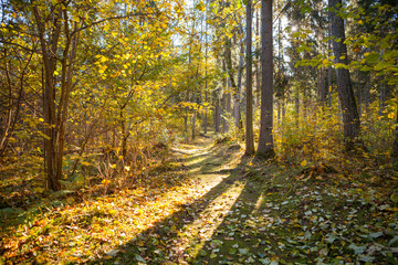 Path through the autumn forest with deciduous trees backlit by the rays of the sun.