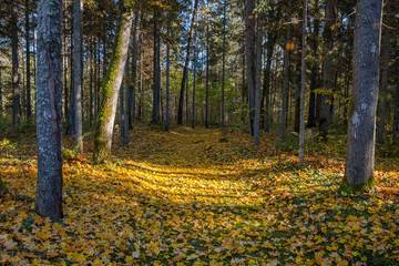 Path through the autumn forest with deciduous trees backlit by the rays of the sun.