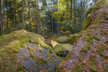 Boulders in the forest woods, rocks covered by moss and colorful foliage. Autumn season.