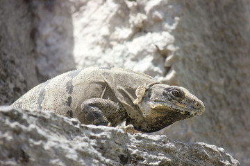 Iguana on a Rock