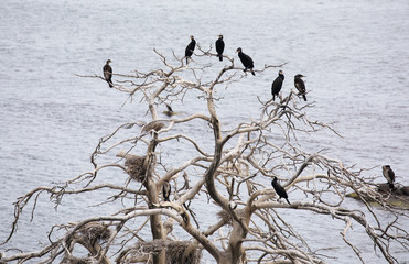 Bare trees with Cormorant birds