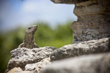 Iguana on Rock