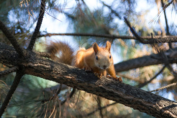 Curious squirrel on the tree
