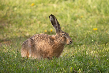 Hare eats on flower.