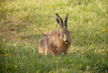 Hare eats on flower.