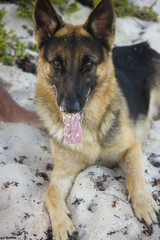 German Shepard Dog
