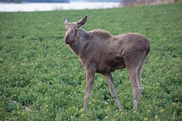 Moose calf eat harvest out on the field.