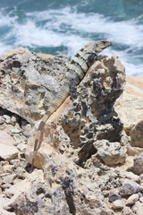 Iguana