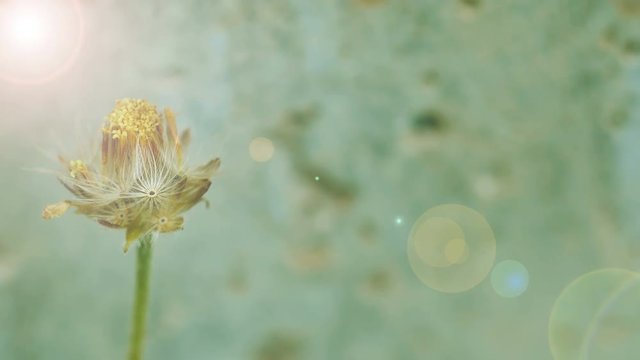 Closeup dried weed seed, Tridax daisy