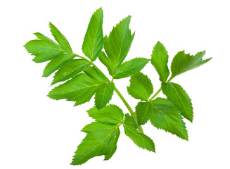 Angelica herb leaf sprig