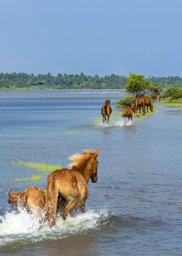 Wild horses of Mannar, Sri Lanka