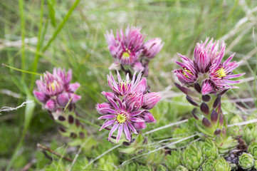 Obraz premium Sempervivum montanum, Mountain houseleeks, liveforever, hen and chicks in bloom