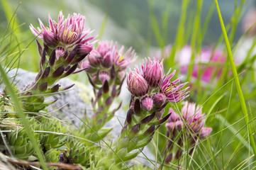 Sempervivum montanum, Mountain houseleeks, liveforever, hen and chicks in bloom