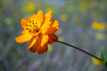 Cosmos sulphureus, Sulfur Cosmos, Yellow Cosmos in Bloom