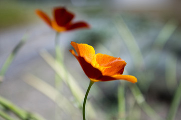 Two Eschscholzia californica cup of gold flowers in bloom