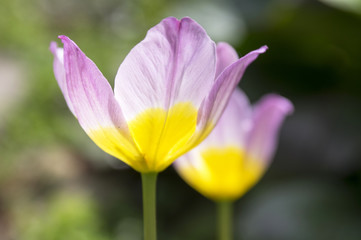 Obraz na płótnie Canvas Two tulipa saxatilis - lilac wonder in bloom