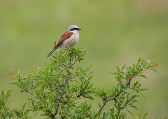 Red backed shrike (anius-collurio). male.