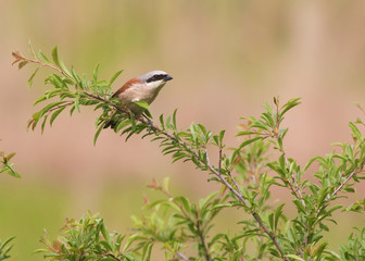 Red backed shrike (anius-collurio). male.