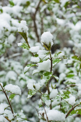 Green leaves in the snow closeup 