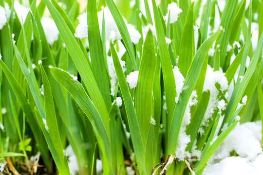  Young green grass in the snow closeup