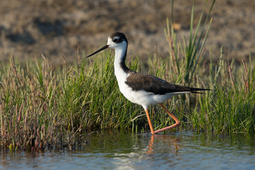 Black-necked stilt, seen in a North California marsh