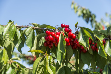 Cherries hanging cherry tree