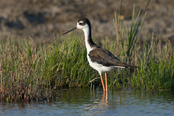 Black-necked stilt, seen in a North California marsh