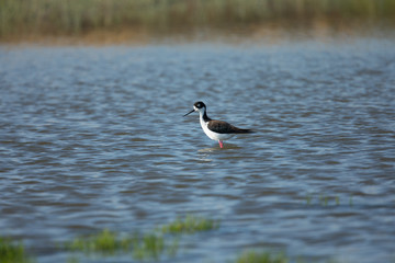 Isolated Black-necked stilt, seen in a North California marsh