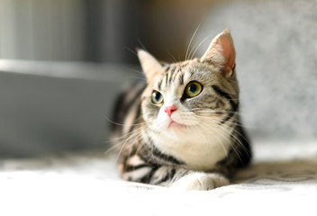 Obraz premium Silver-spotted tabby Cat on sofa