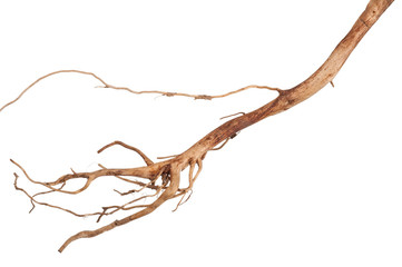 Fototapeta premium Roots tree