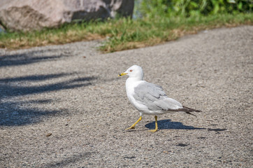 Seagull Scrounging for Food 