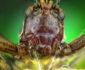 head of Ensifera