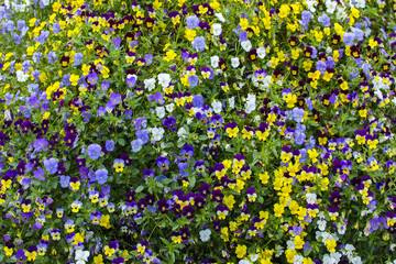 Colorful pansies